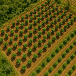 Progetto-di-riforestazione-Aprosacao-riforestazione-e-agroforestazione-comunitaria-con-piccoli-coltivatori-di-cacao-in-Honduras