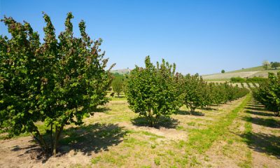 Rimboschimento-con-piantagioni-di-nocciole-nella-Georgia-occidentale-web